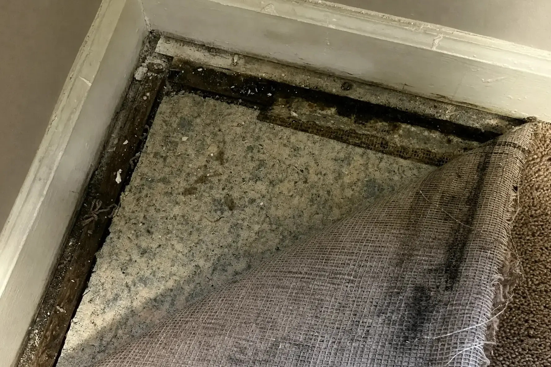 Carpet Mold Removal in San Ramon, CA