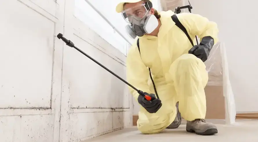Mold Removal Cost in San Ramon, CA