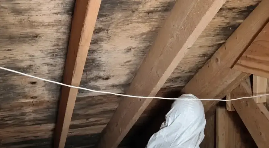 Fields Mold Remediation technician performing Attic Mold Removal in a San Ramon, CA home
