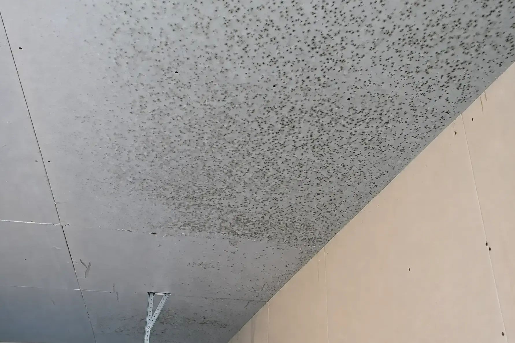 Garage Mold Removal in San Ramon, CA