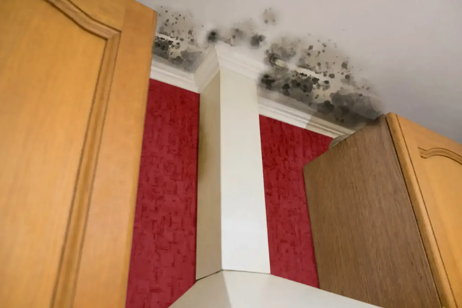 Kitchen Mold Removal in San Ramon, CA