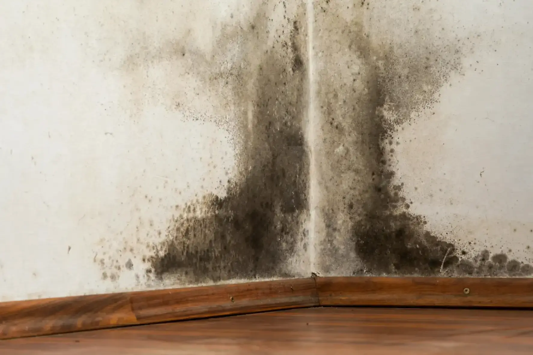 Black Mold Removal in San Ramon, CA