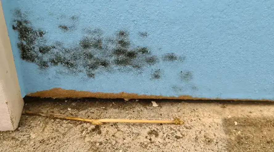 Fields Mold Remediation technician performing Black Mold Removal in a San Ramon, CA home