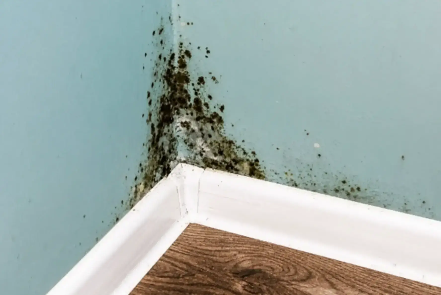 Drywall Mold Removal in San Ramon, CA