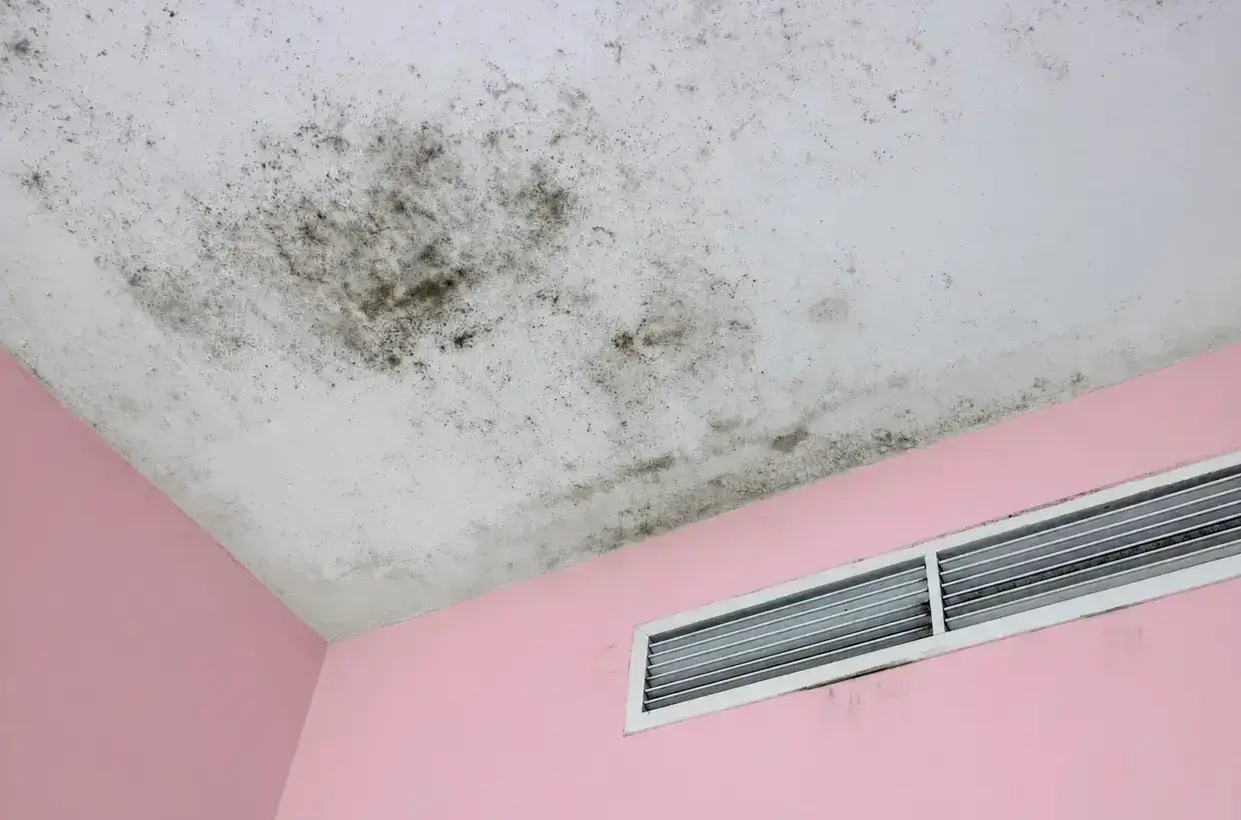 Fields Mold Remediation technician performing Ceiling Mold Removal in a San Ramon, CA home