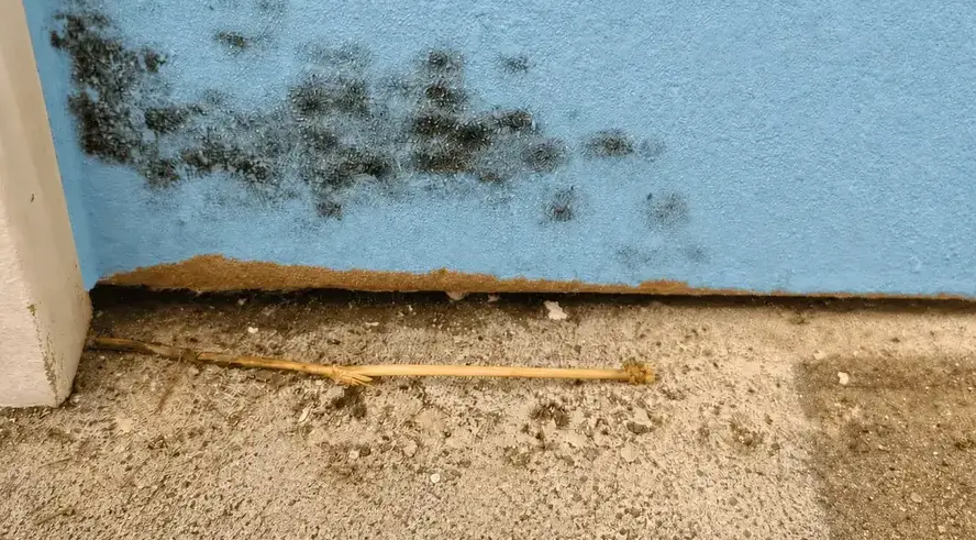 Fields Mold Remediation technician performing Garage Mold Removal in a San Ramon, CA home